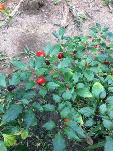 aji peppers tropical rainforest