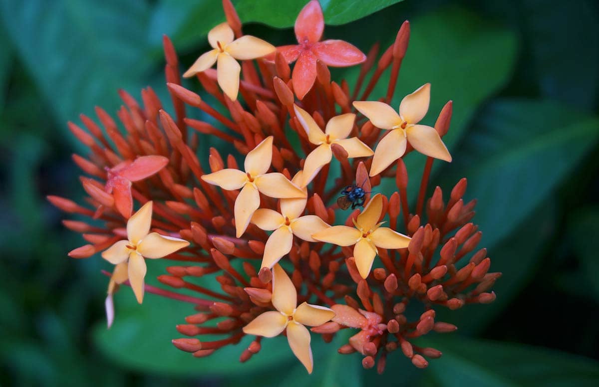 Amazon Rainforest Plants And Flowers