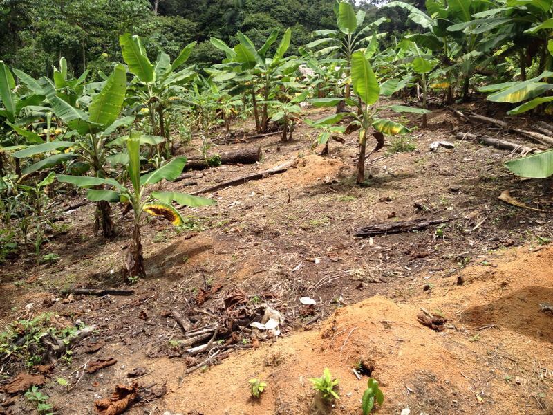 plantain planting at rainforest healing center