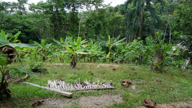 2016 food forest view plantains