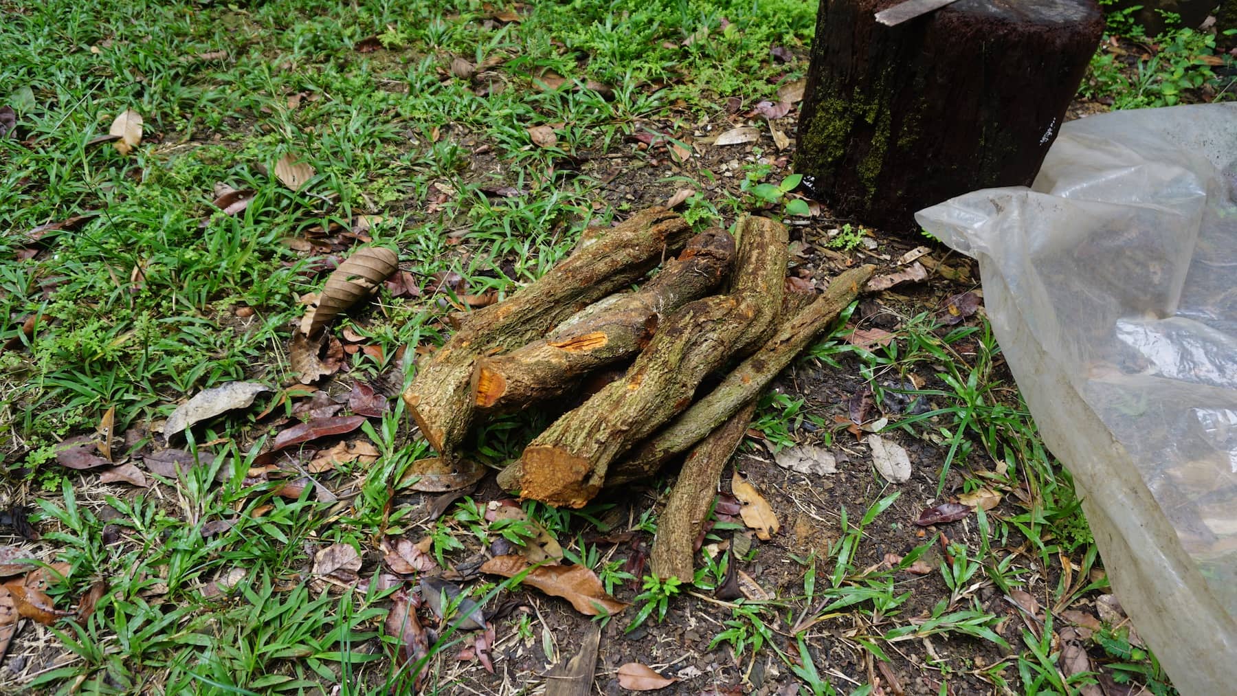 harvested ayahuasca segments