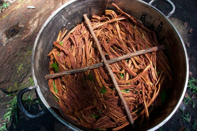 Ayahuasca medicine ready for water and boiling