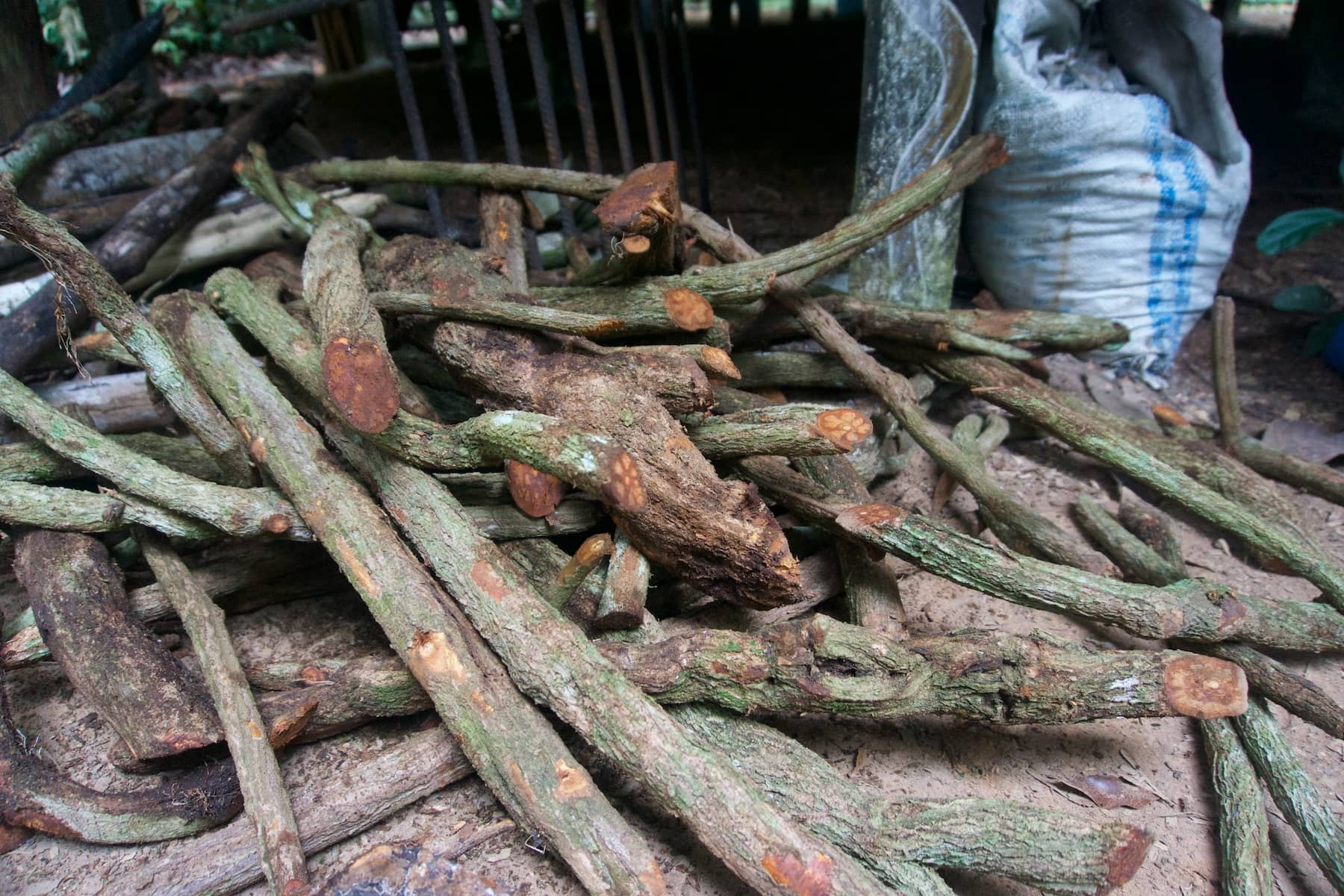ayahuasca cuttings