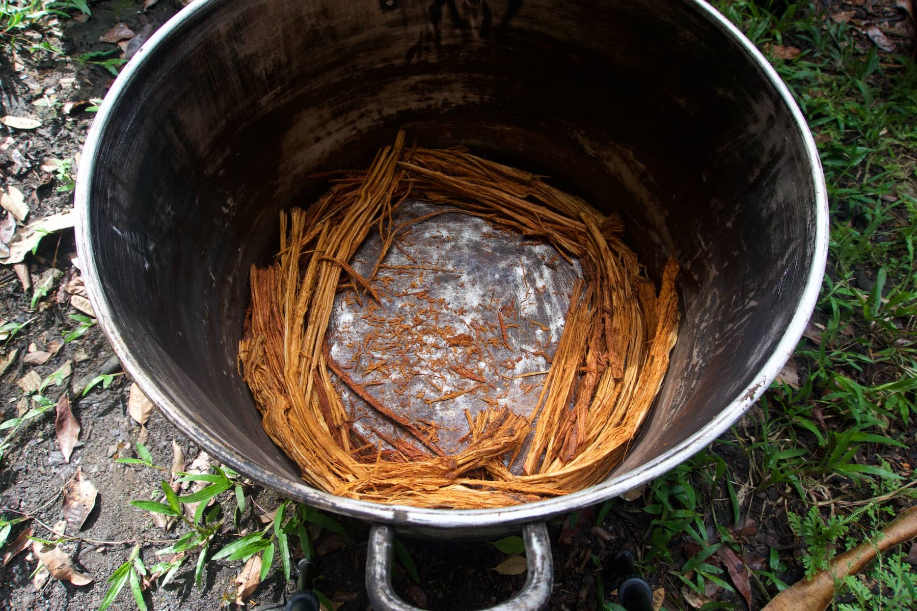 ayahuasca vine pot