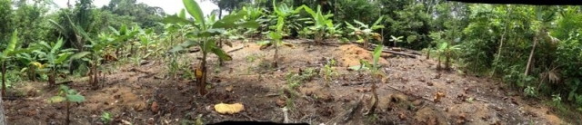 panorama of food forest