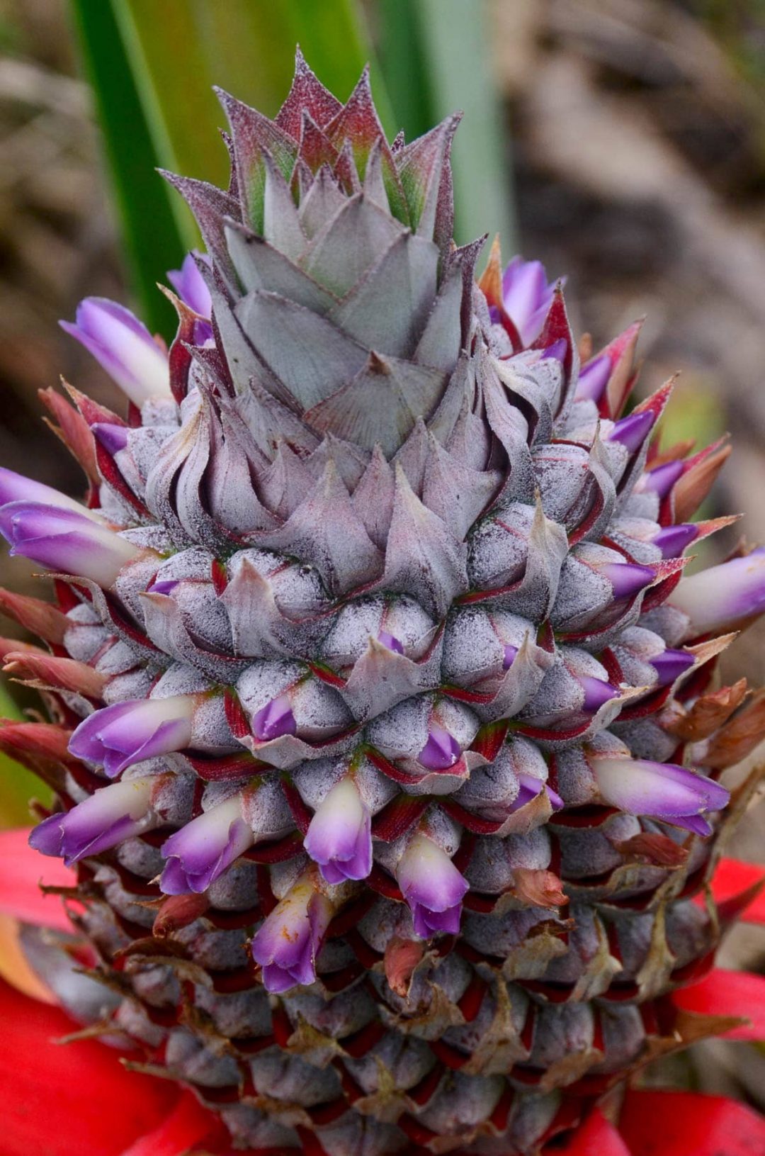 pineapple-flower-purple - Rainforest Healing Center