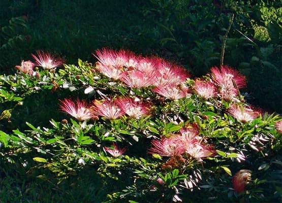 bobinsana master plant flowers