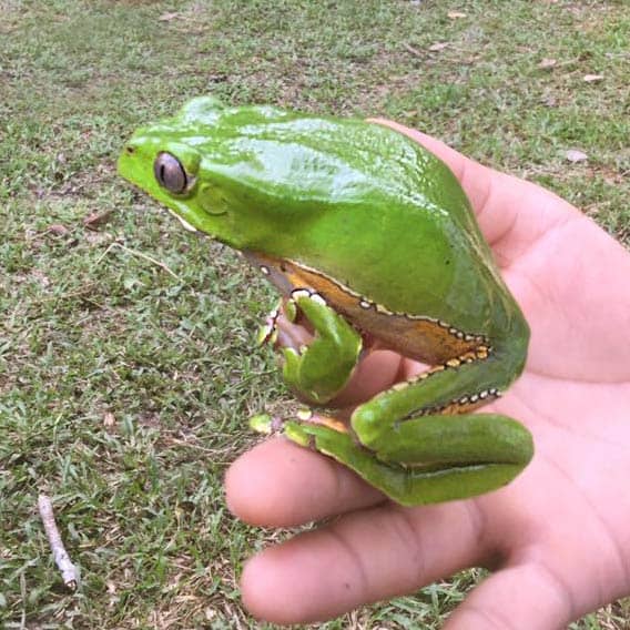 sapo kambo phyllomedusa bicolor monkey tree frog