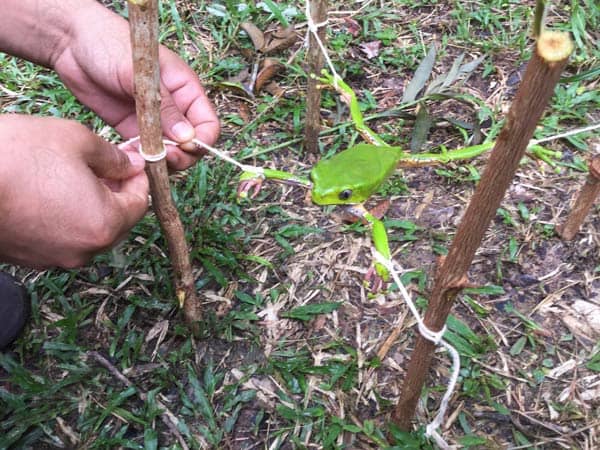 Kambo Harvesting Rainforest Healing Center Wm Sml Rainforest Healing