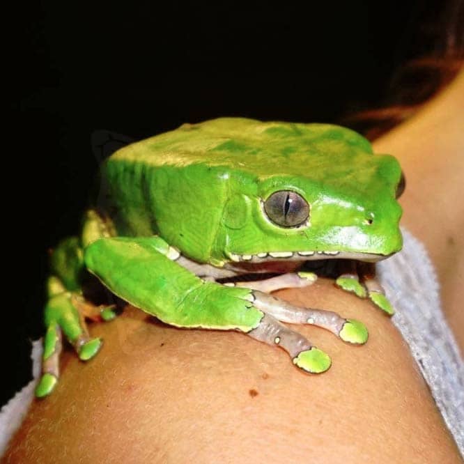kambo frog by tigre pickett