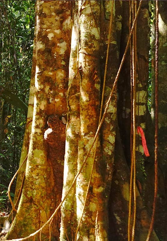 remo caspi master plant at Rainforest Healing Center